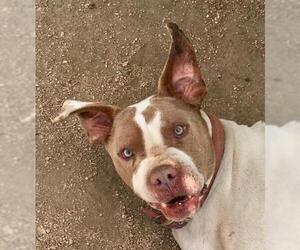 American Bulldog-Unknown Mix Dogs for adoption in Lancaster, CA, USA