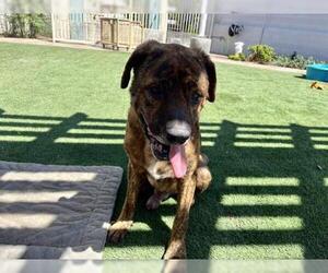 Mastiff Dogs for adoption in Corona, CA, USA