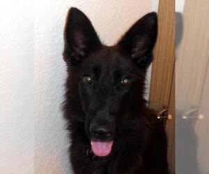 German Shepherd Dog Dogs for adoption in Olalla, WA, USA