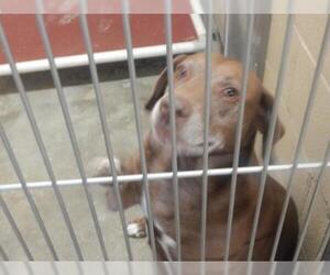 Labrador Retriever Dogs for adoption in Pikeville, KY, USA