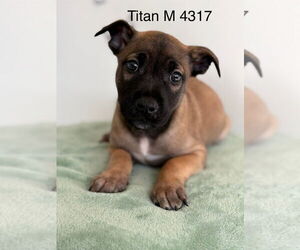 Mutt Dogs for adoption in Studio City, CA, USA