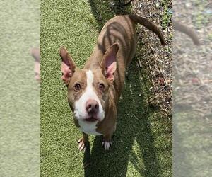 American Staffordshire Terrier-Unknown Mix Dogs for adoption in Pasadena, TX, USA