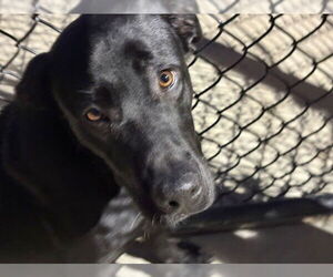 Labrador Retriever-Unknown Mix Dogs for adoption in Tulsa, OK, USA