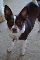 Rat Terrier Dogs for adoption in Hedgesville, WV, USA