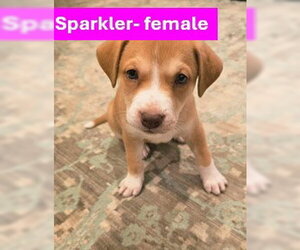 Labrador Retriever-Unknown Mix Dogs for adoption in Sheboygan, WI, USA