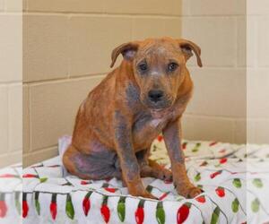 American Pit Bull Terrier-Unknown Mix Dogs for adoption in Waco, TX, USA