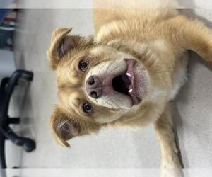 French Bullhuahua Dogs for adoption in Santa Maria, CA, USA