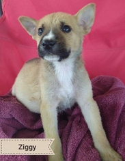 Medium Photo #1 Labrador Retriever-Unknown Mix Puppy For Sale in Hull, MA, USA