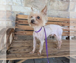 Mutt Dogs for adoption in Chico, CA, USA