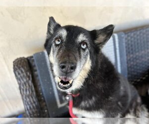 Siberian Husky Dogs for adoption in  Ramona, CA, USA