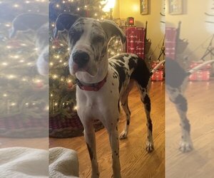 Great Dane Dogs for adoption in Forest, VA, USA