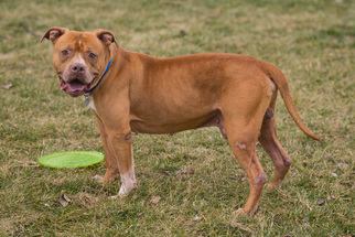 American Pit Bull Terrier Dogs for adoption in Howell, MI, USA