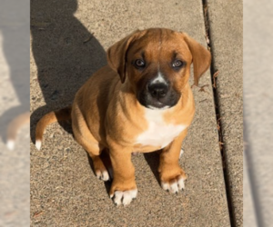 Mutt Dogs for adoption in Brooklyn Center, MN, USA