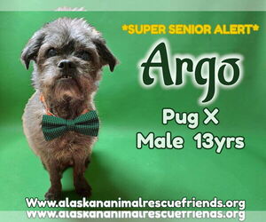 Pug-Unknown Mix Dogs for adoption in Anchorage, AK, USA