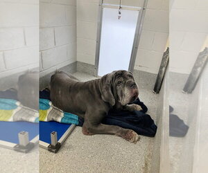 Mastiff Dogs for adoption in Bullard, TX, USA