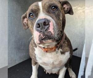 American Staffordshire Terrier-Unknown Mix Dogs for adoption in San Antonio, TX, USA