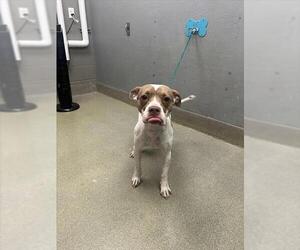 Mutt Dogs for adoption in Las Vegas, NV, USA
