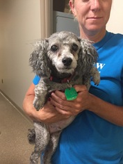 Poodle (Toy) Dogs for adoption in Holland, MI, USA