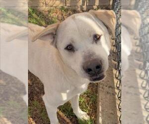 Medium Photo #1 Labrador Retriever-Unknown Mix Puppy For Sale in Tulsa, OK, USA