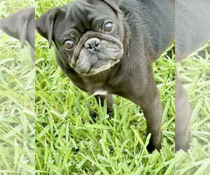 Pug Dogs for adoption in Dumont, NJ, USA