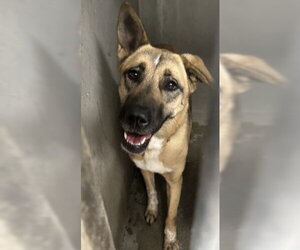 German Shepherd Dog-Unknown Mix Dogs for adoption in San Bernardino, CA, USA