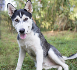Medium Photo #3 Alaskan Husky-Unknown Mix Puppy For Sale in Brownsboro, AL, USA