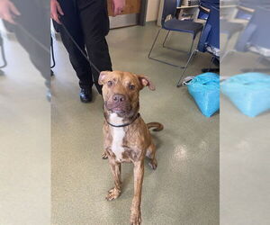 American Pit Bull Terrier-Unknown Mix Dogs for adoption in Lee's Summit, MO, USA