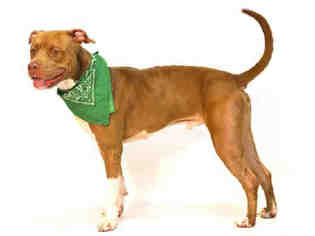 Medium Photo #1 American Pit Bull Terrier Puppy For Sale in Sanford, FL, USA