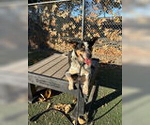 Mutt Dogs for adoption in Woodland, CA, USA