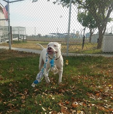 American Pit Bull Terrier Dogs for adoption in Lemoore, CA, USA