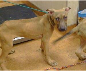 German Shepherd Dog-Unknown Mix Dogs for adoption in Sacramento, CA, USA