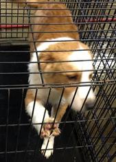 Medium Photo #1 Border Collie Puppy For Sale in Pierceton , IN, USA