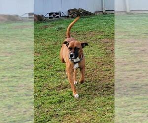 Bullboxer Pit Dogs for adoption in Santa Fe, TX, USA