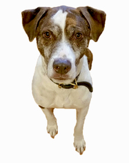 Pointer Dogs for adoption in Redding, CA, USA