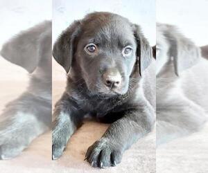 Golden Labrador Dogs for adoption in Sheridan, CO, USA