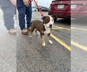 Mutt Dogs for adoption in Oklahoma City, OK, USA