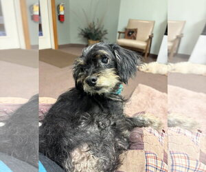 Poodle (Miniature)-Unknown Mix Dogs for adoption in Rootstown, OH, USA