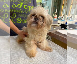 Shih Tzu Dogs for adoption in Benton, LA, USA