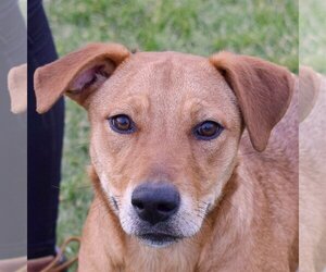 Labrador Retriever-Plott Hound Mix Dogs for adoption in Huntley, IL, USA