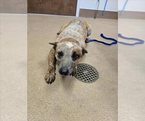 Mutt Dogs for adoption in Norco, CA, USA