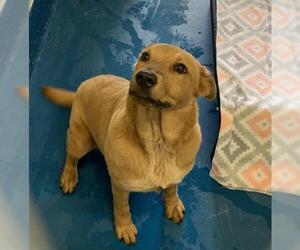 Golden Retriever Dogs for adoption in Pearland, TX, USA
