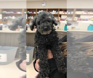 Poodle (Toy) Dogs for adoption in Fargo, ND, USA