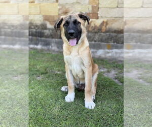 Anatolian Shepherd-Unknown Mix Dogs for adoption in PIPE CREEK, TX, USA