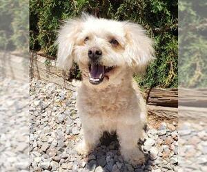 Poodle (Toy) Dogs for adoption in Albuquerque, NM, USA