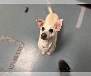 Chihuahua Dogs for adoption in Denver, CO, USA