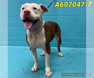 American Staffordshire Terrier-Unknown Mix Dogs for adoption in San Antonio, TX, USA