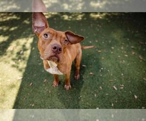American Pit Bull Terrier-Unknown Mix Dogs for adoption in Orlando, FL, USA