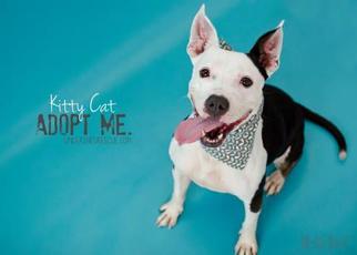 American Pit Bull Terrier Dogs for adoption in Mission, KS, USA