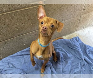 Chihuahua Dogs for adoption in Ojai, CA, USA