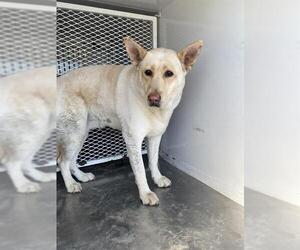 Labrador Retriever Dogs for adoption in Bakersfield, CA, USA